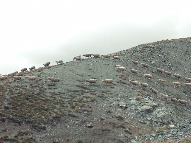 Herd of Sheep Grazing on Rocky Hillside - Download Free Stock Photos Pikwizard.com