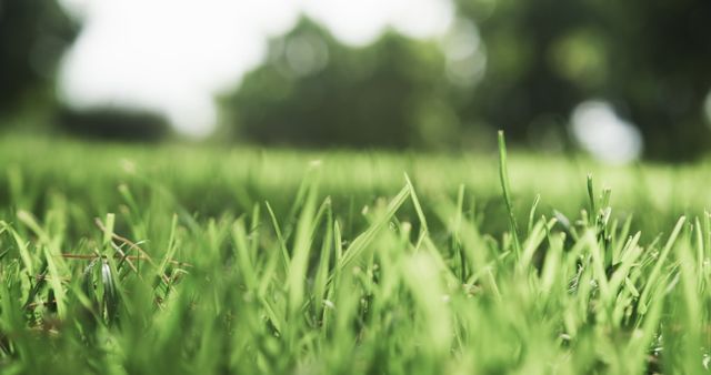 Ideal for use in gardening websites, lawn care promotions, spring-themed marketing, nature blogs, and environmental awareness campaigns. The focus on fresh, green grass against a blurred background creates a calming and vibrant image perfect for portraying growth and natural beauty.