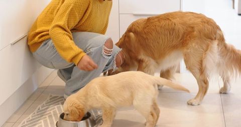 Woman Feeding Golden Retriever and Puppy in Bright Modern Kitchen