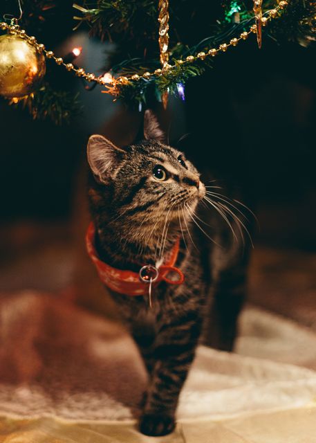 This image shows a tabby cat with a red collar, looking curiously at a decorated and lit Christmas tree. Ideal for holiday-themed content, pet care blogs, or festive promotions showcasing Christmas decorations. Suitable for creating festive greeting cards, social media posts, or seasonal advertising.