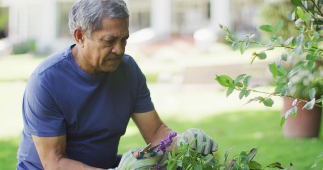 Image of focused biracial senior man taking care of plants in garden. active retirement lifestyle, hobby and spending time outdoors.