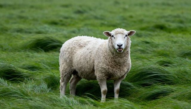 Windblown sheep standing and chewing grass in lush green pasture, windy meadow