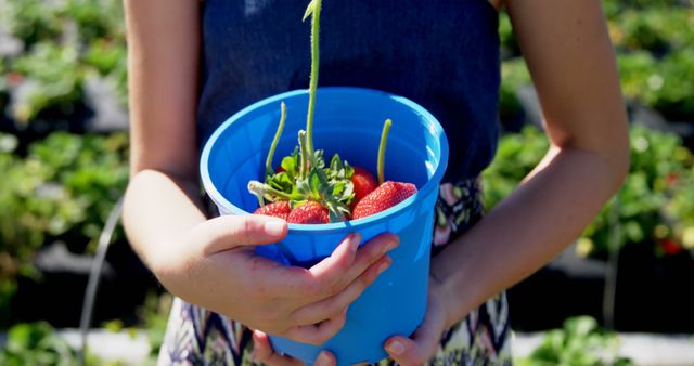 Person holding a blue bucket filled with freshly picked strawberries in sunny outdoor strawberry field. Ideal for agriculture and organic farming themes, gardening blogs, healthy eating campaigns, and summer outdoor activity promotions.