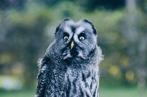 Great grey owl with intense gaze in natural habitat