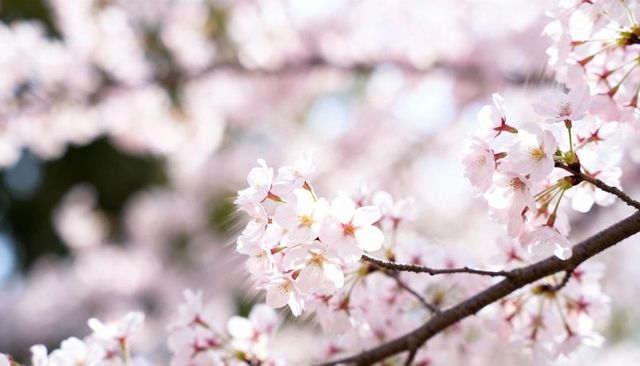 Blooming sakura branch revealing delicate pink petals and golden stamens with soft bokeh