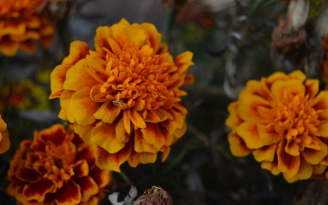 Vibrant Marigold Flowers Blooming in Garden - Download Free Stock Photos Pikwizard.com