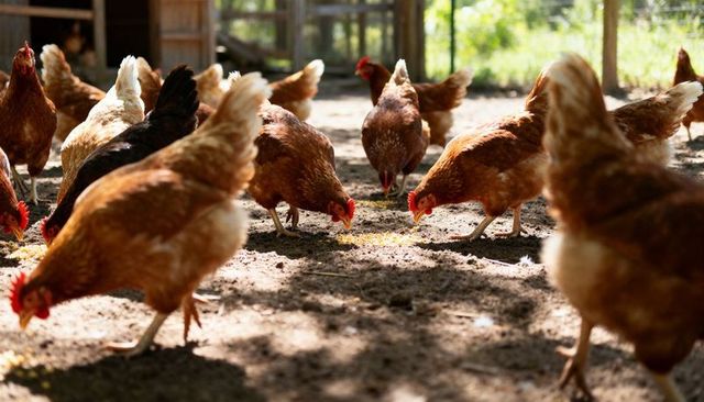 Free-range hens pecking and foraging in sunny rural farmyard near wooden coop