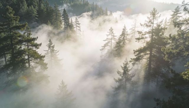 Sunbeams Piercing Morning Mist, Conifer Canopy Drifting Fog Across Mountain Valley