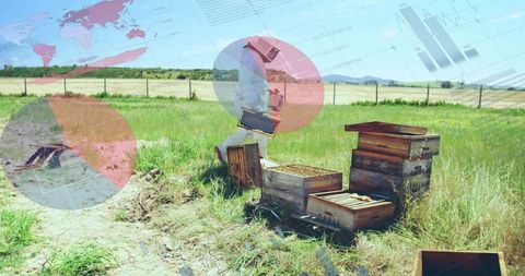 Beekeeper inspects hive frame in sunlit apiary