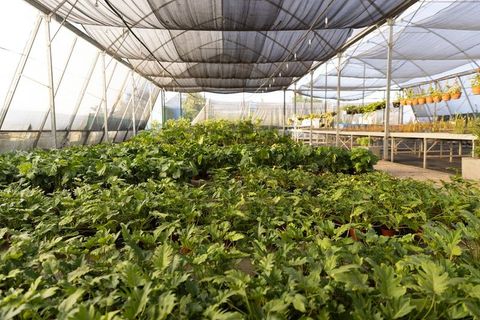Growing potted foliage filling shade-house under mesh canopy for nursery propagation