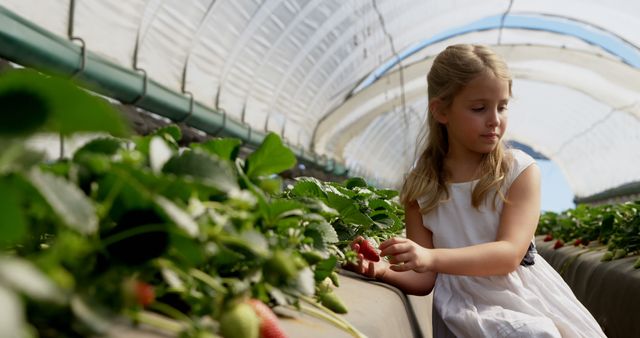 Caucasian girl examines strawberries in a greenhouse, with copy space. She's learning about sustainable farming practices at a school field trip.
