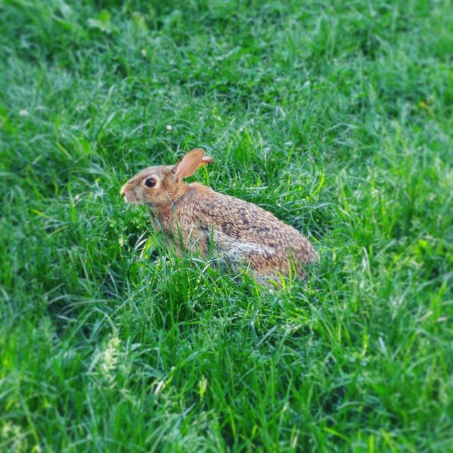 Wild rabbit resting in green grass field in close-up view. Ideal for use in nature photography, wildlife magazines, environmental awareness articles, and children’s educational materials.
