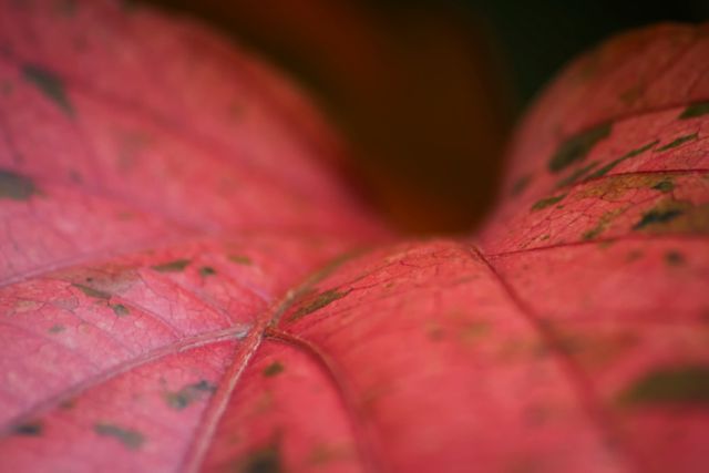 This image shows a close-up view of a vibrant red leaf, highlighting the detailed veins and texture. Ideal for backgrounds, nature-related projects, autumn-themed designs, environmental publications, and botanical studies.