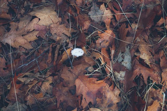 This image shows a close-up of dry autumn leaves covering the ground, with a small white feather lying on top. It evokes a sense of the season changing and the natural beauty of fall. Perfect for use in seasonal articles, nature-related blogs, or as a backdrop for quotes about autumn and changes in life.