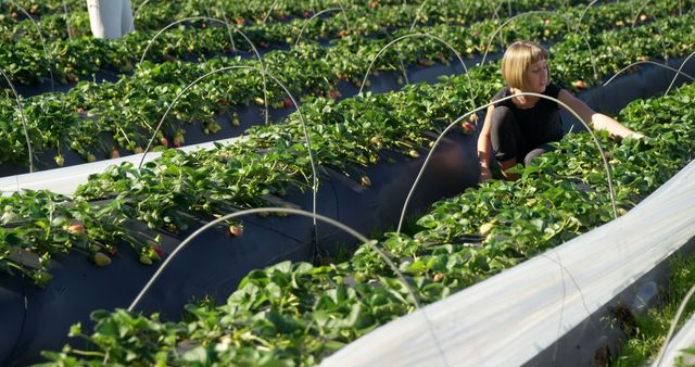 Woman harvesting strawberries in organic farm, showcasing sustainable agriculture and fresh produce. Ideal for content about farming, healthy eating, gardening, and outdoor activities. Perfect for illustrating agricultural work, sustainability, and fresh, local produce.