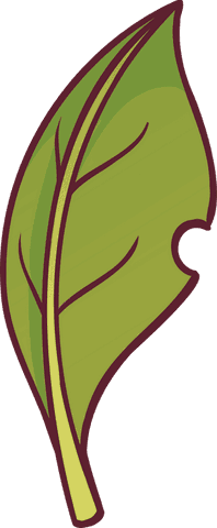 botanical green leaf vector on transparent background - Download Free Stock Videos Pikwizard.com