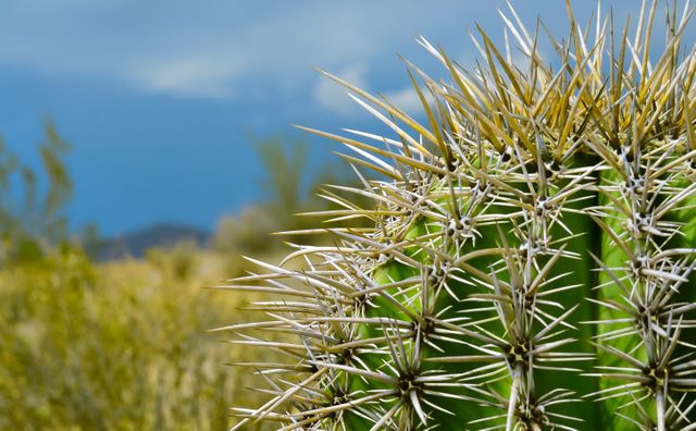 This image is ideal for use in articles or websites focused on desert environments, botany, or nature reserves. Its sharp detail of the thorny spines of the cactus can symbolize resilience and adaptation, perfect for environmental campaigns or educational materials.