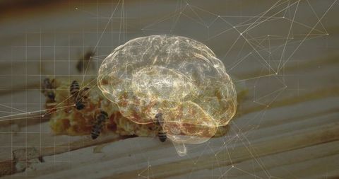 Translucent brain hologram hovering over honeycomb with bees and futuristic neural network