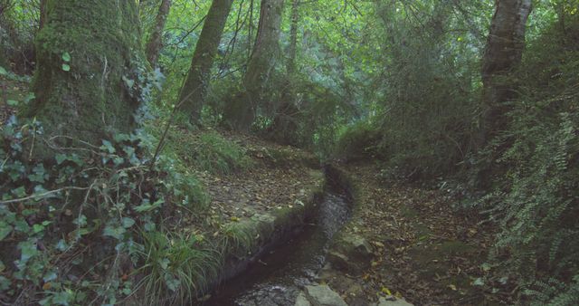 Stream flowing through a forest on a sunny day - Download Free Stock Photos Pikwizard.com