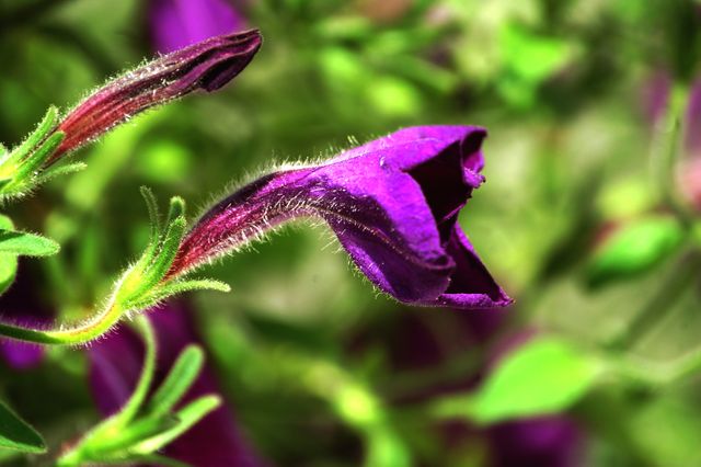 This close-up macro shot captures the vivid purple petunia flower bud surrounded by bright green foliage. Ideal for use in gardening blogs, floral print material, botanical studies, nature photography collections, and websites dedicated to plant lovers.