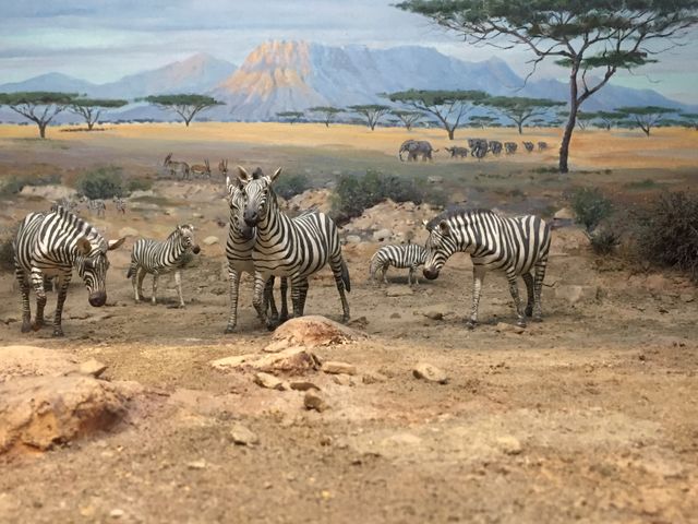 Zebras Grazing in African Savannah with Herd in Background - Download Free Stock Photos Pikwizard.com