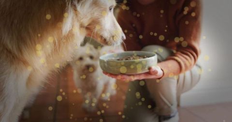 Woman offering kibble to golden dog with cozy home bokeh lighting and warm interior