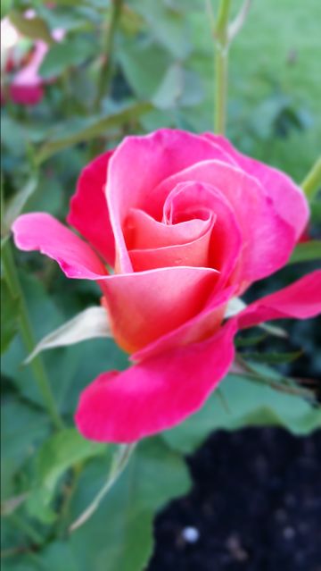 Close-up view of a vibrant pink rose in full bloom, showcasing its delicate petals and natural beauty. Ideal for use in floral designs, nature-themed projects, greeting cards, and botanical studies.