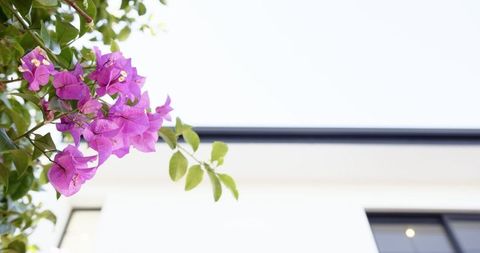 Pink Bougainvillea Blossoms with Modern Architectured House