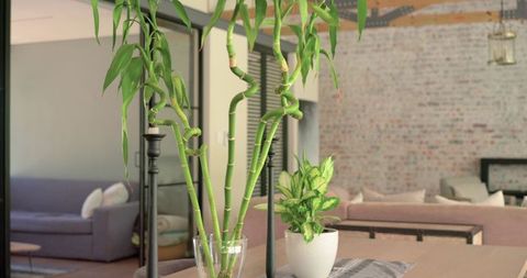 Curly bamboo stalks and variegated houseplant on wooden table in modern loft living room
