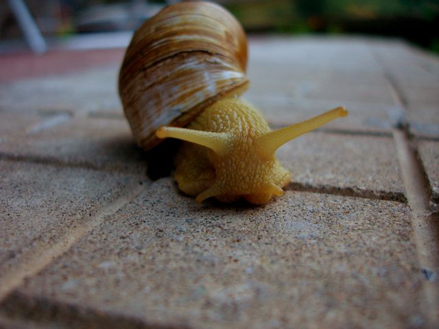 This macro image showcases a garden snail crawling on a brick surface, highlighting its textured shell and slimy body in detail. The background is out of focus, emphasizing the subject. This type of image could be used in educational materials, nature blogs, gardening articles, or wildlife documentaries to illustrate the biological features of snails and their movement in natural habitats.