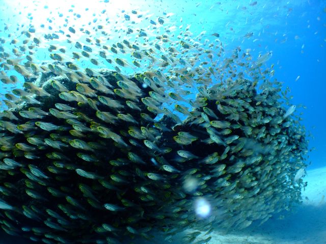 Large School of Tropical Fish Swimming Over a Coral Reef Underwater - Download Free Stock Photos Pikwizard.com