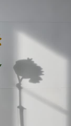 Vertical sunlit sunflower sliding into frame casting soft shadow on minimal white wall