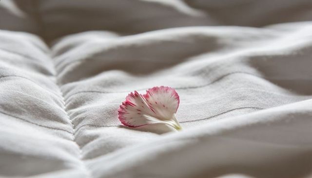 Single pink-edged petal resting on soft white quilted comforter lit by gentle window light