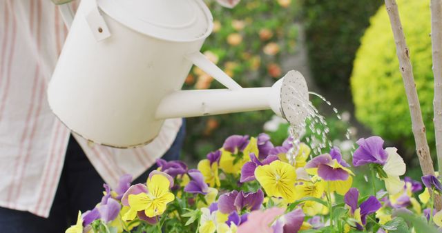 Person watering vibrant pansies outdoors with a white watering can. Suitable for themes on gardening, horticulture, home gardening, planting and outdoor activities. Great for articles about plant care, outdoor activities, or relaxing hobbies.