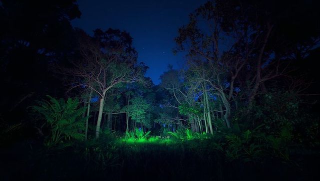 Mystical forest clearing with enchanting night illumination