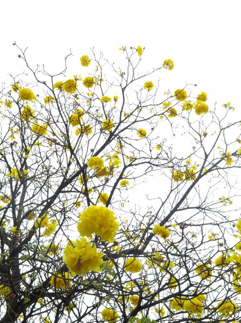 Yellow blossoms decorate bare tree branches against bright sky, highlighting seasonal change and nature's beauty. Ideal for wallpapers, greeting cards, nature articles.