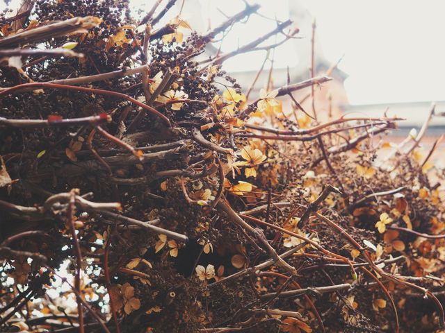 Dried branches entangled with autumn-colored foliage, representing the fall season. Useful for seasonal displays, nature-themed designs, backgrounds, or rustic decor. This image conveys a sense of natural beauty and change in season.