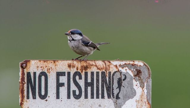 Blue-gray capped songbird perching on rusted no fishing sign at marsh with bolt