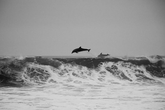 Dolphins Jumping Over Waves in Ocean - Download Free Stock Photos Pikwizard.com