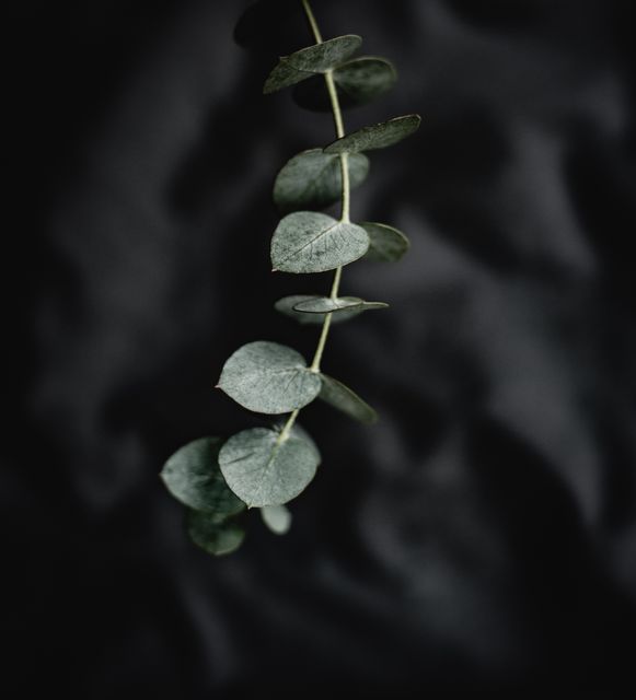 Close up of plant against black background - Download Free Stock Photos Pikwizard.com