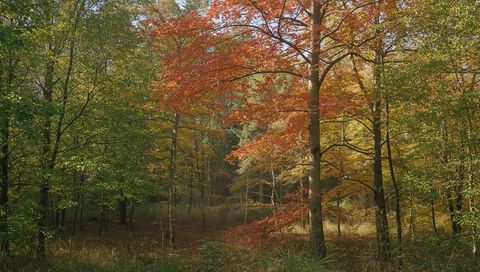 Autumn Forest with Vibrant Red and Orange Foliage