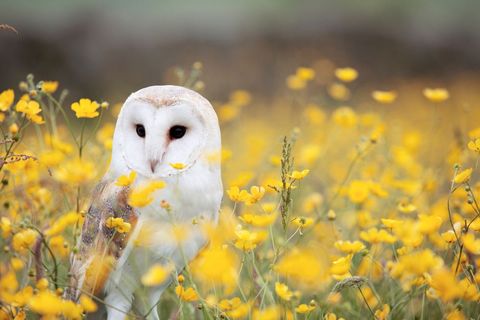 Barn owl resting among vibrant yellow wildflowers