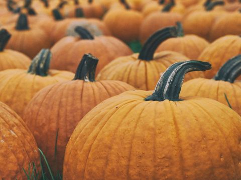 Vibrant Pumpkin Patch during Harvest Season
