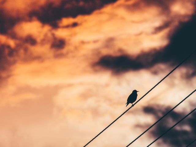 Silhouette of bird perched on power line against backdrop of dramatic sunset sky with vibrant orange and red clouds. Ideal for nature, tranquility, freedom, and wildlife themes or backgrounds for inspirational content.