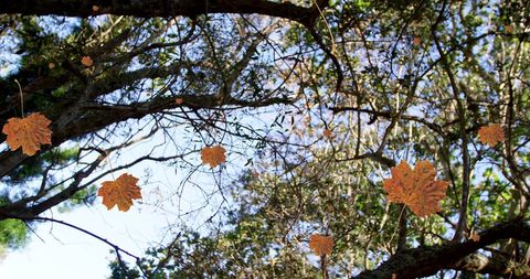 Falling autumn leaves in sunny woodland