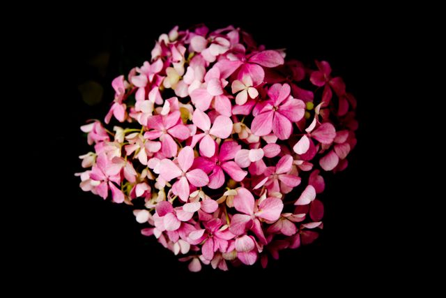 Vibrant Pink Hydrangea Blossom Against Black Background - Download Free Stock Photos Pikwizard.com