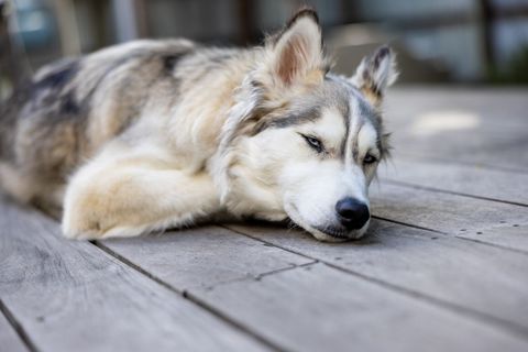Calm husky resting quietly on wooden deck in morning