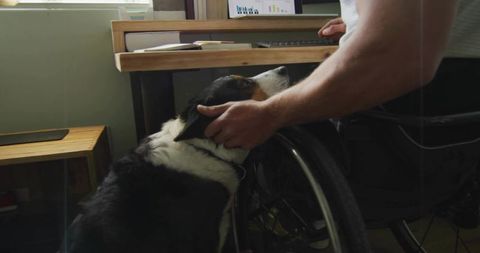 Man in Wheelchair Petting Dog While Working in Home Office