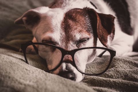Cozy dog wearing glasses relaxing on bed