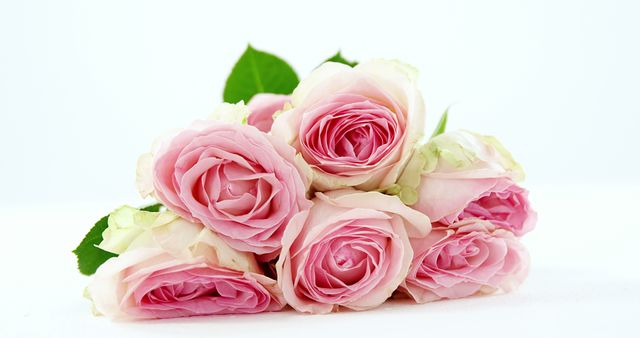 A bouquet of delicate pink roses lies against a white background, with copy space. Pink roses often symbolize gratitude and admiration, making them a popular choice for expressing affection.